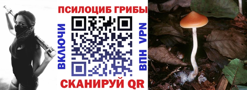 Галлюциногенные грибы Psilocybine cubensis  Купить где  Облучье 